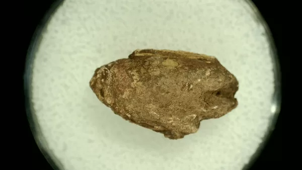 Genuine Permian Age Reptile Coprolite Fossil for Sale from Texas #20a