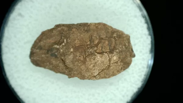 Genuine Permian Age Reptile Coprolite Fossil for Sale from Texas #21