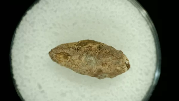 Genuine Permian Age Reptile Coprolite Fossil for Sale from Texas #23