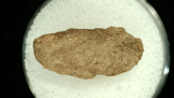 Genuine Permian Age Reptile Coprolite Fossil for Sale from Texas #28