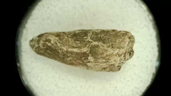 Genuine Permian Age Reptile Coprolite Fossil for Sale from Texas #33