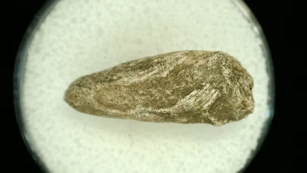 Genuine Permian Age Reptile Coprolite Fossil for Sale from Texas #33a