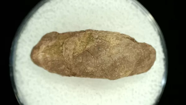 Genuine Permian Age Reptile Coprolite Fossil for Sale from Texas #35a