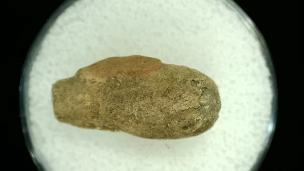 Genuine Permian Age Reptile Coprolite Fossil for Sale from Texas #36