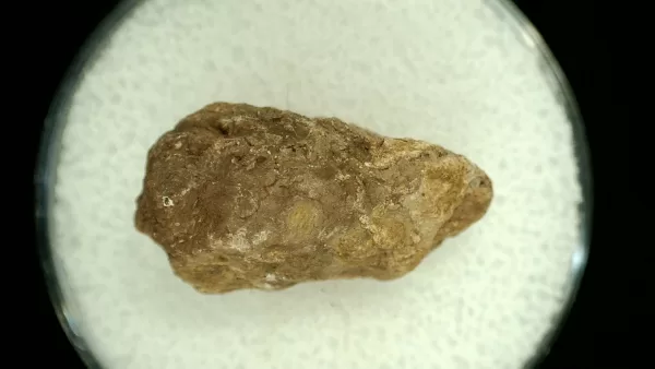 Genuine Permian Age Reptile Coprolite Fossil for Sale from Texas #37