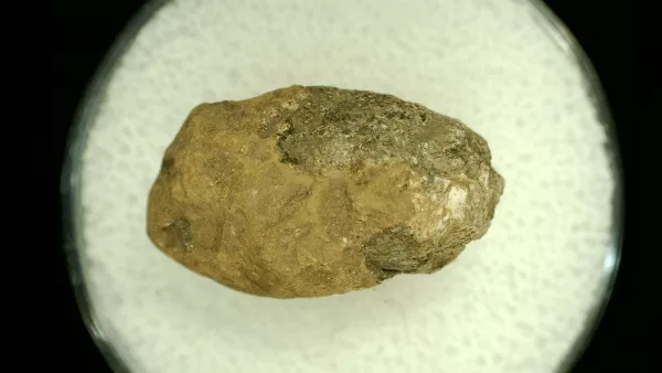 Genuine Permian Age Reptile Coprolite Fossil for Sale from Texas #38a