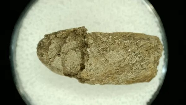 Genuine Permian Age Reptile Coprolite Fossil for Sale from Texas #40