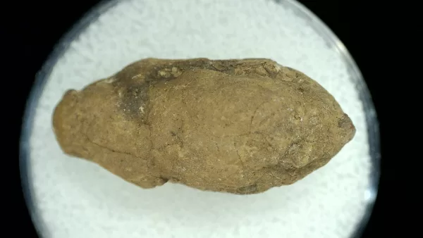 Genuine Permian Age Reptile Coprolite Fossil for Sale from Texas #43