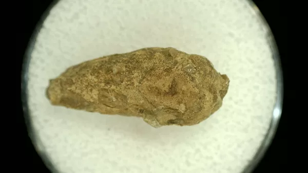 Genuine Permian Age Reptile Coprolite Fossil for Sale from Texas #52