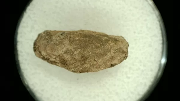 Genuine Permian Age Reptile Coprolite Fossil for Sale from Texas #54a