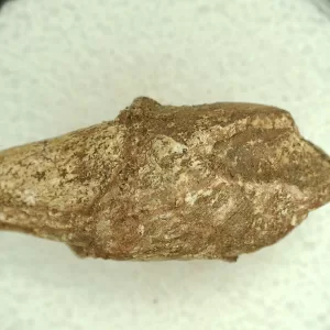 Genuine Permian Age Reptile Coprolite Fossil for Sale from Texas #55