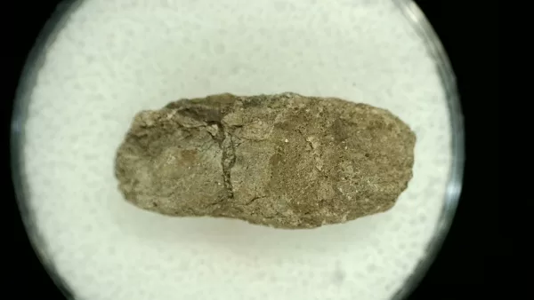 Genuine Permian Age Reptile Coprolite Fossil for Sale from Texas #57a