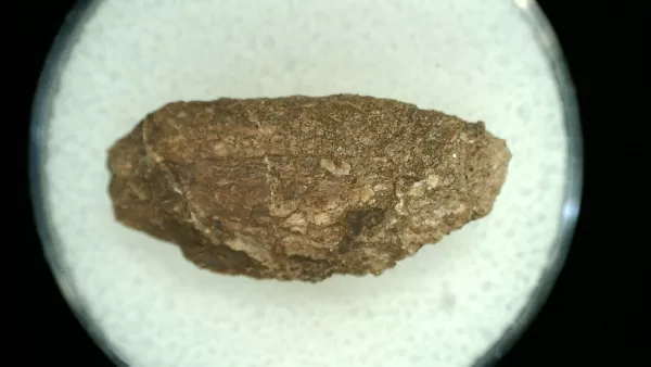 Genuine Permian Age Reptile Coprolite Fossil for Sale from Texas #58a