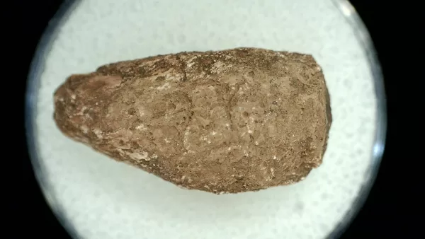 Genuine Permian Age Reptile Coprolite Fossil for Sale from Texas #59