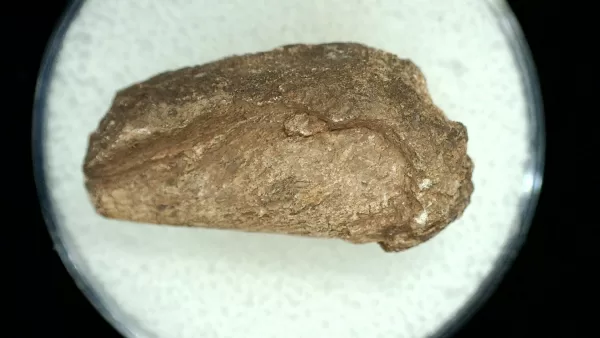 Genuine Permian Age Reptile Coprolite Fossil for Sale from Texas #63a