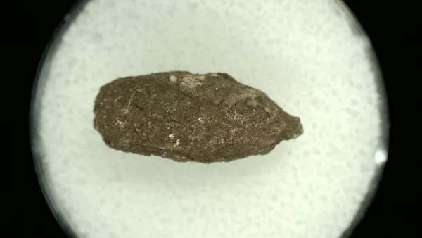 Genuine Permian Age Reptile Coprolite Fossil for Sale from Texas #64a