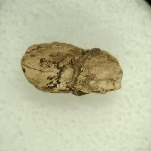 Genuine Permian Age Reptile Coprolite Fossil for Sale from Texas #65