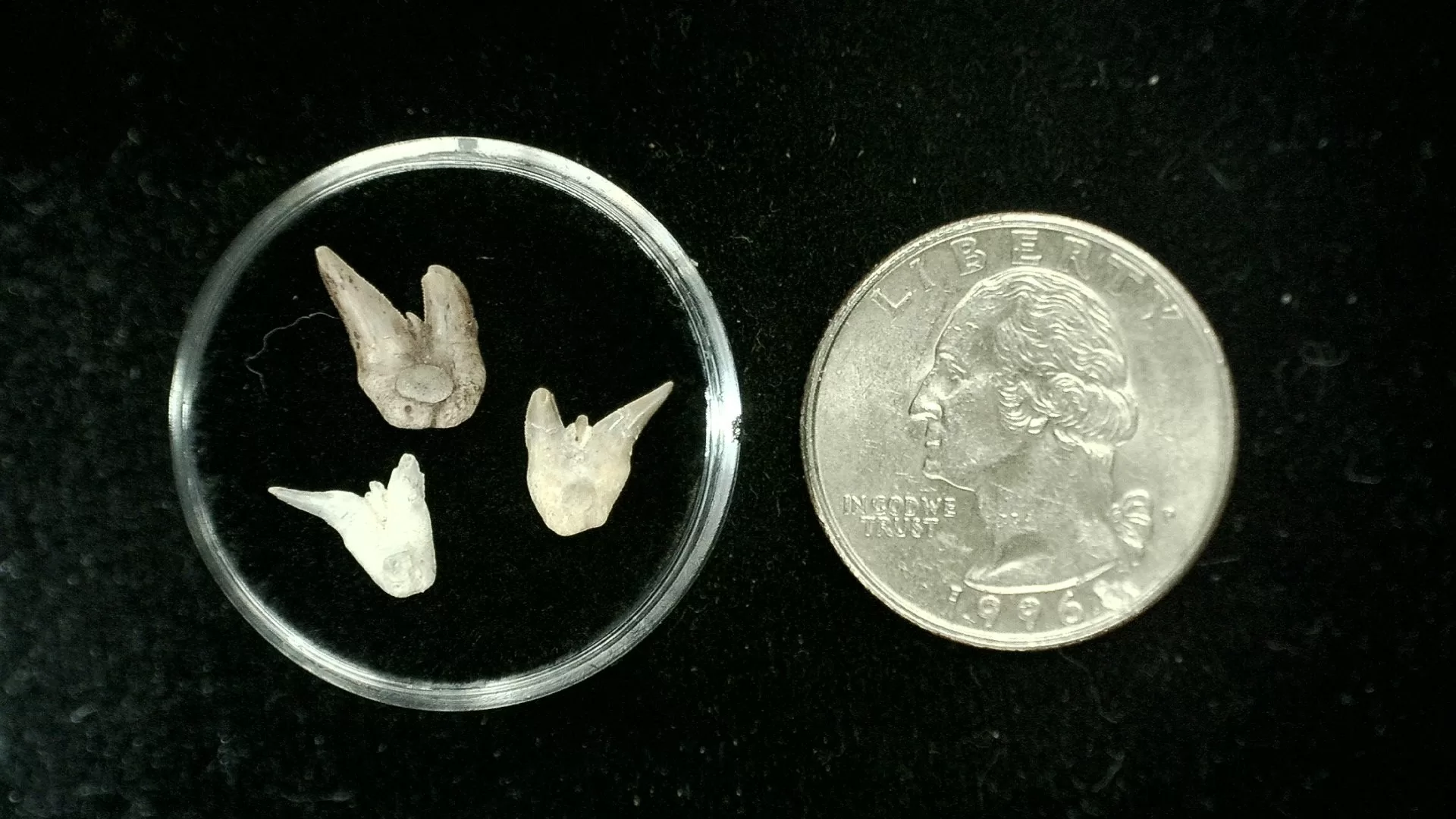 Texas Permian Xenacanthus Shark Teeth 10 | Fossils for Sale Genuine Permian Xenacanthus Shark Teeth From Texas For Sale #10