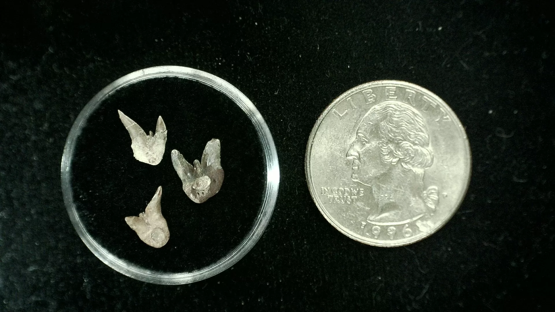 Texas Permian Xenacanthus Shark Teeth 13 | Fossils for Sale Genuine Permian Xenacanthus Shark Teeth From Texas For Sale #13