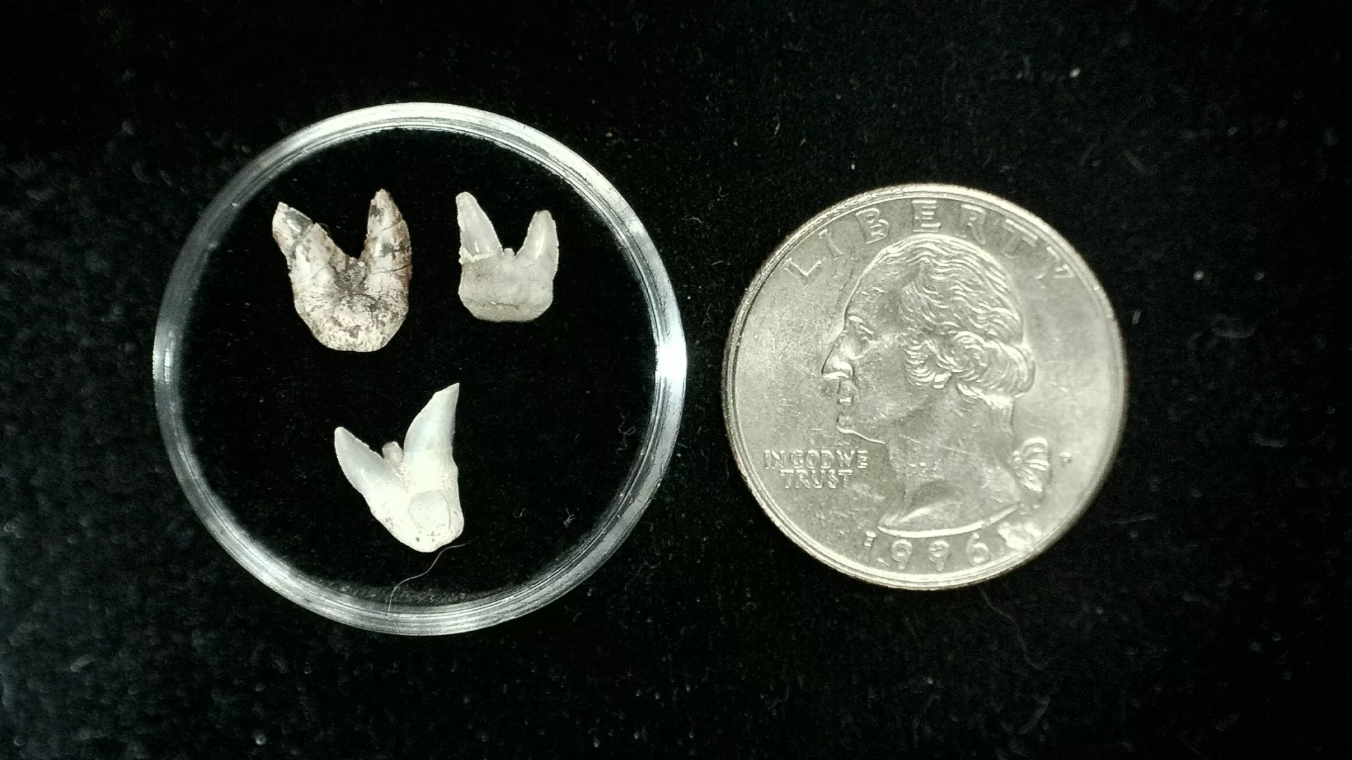 Texas Permian Xenacanthus Shark Teeth 2 | Fossils for Sale Genuine Permian Xenacanthus Shark Teeth From Texas For Sale #2