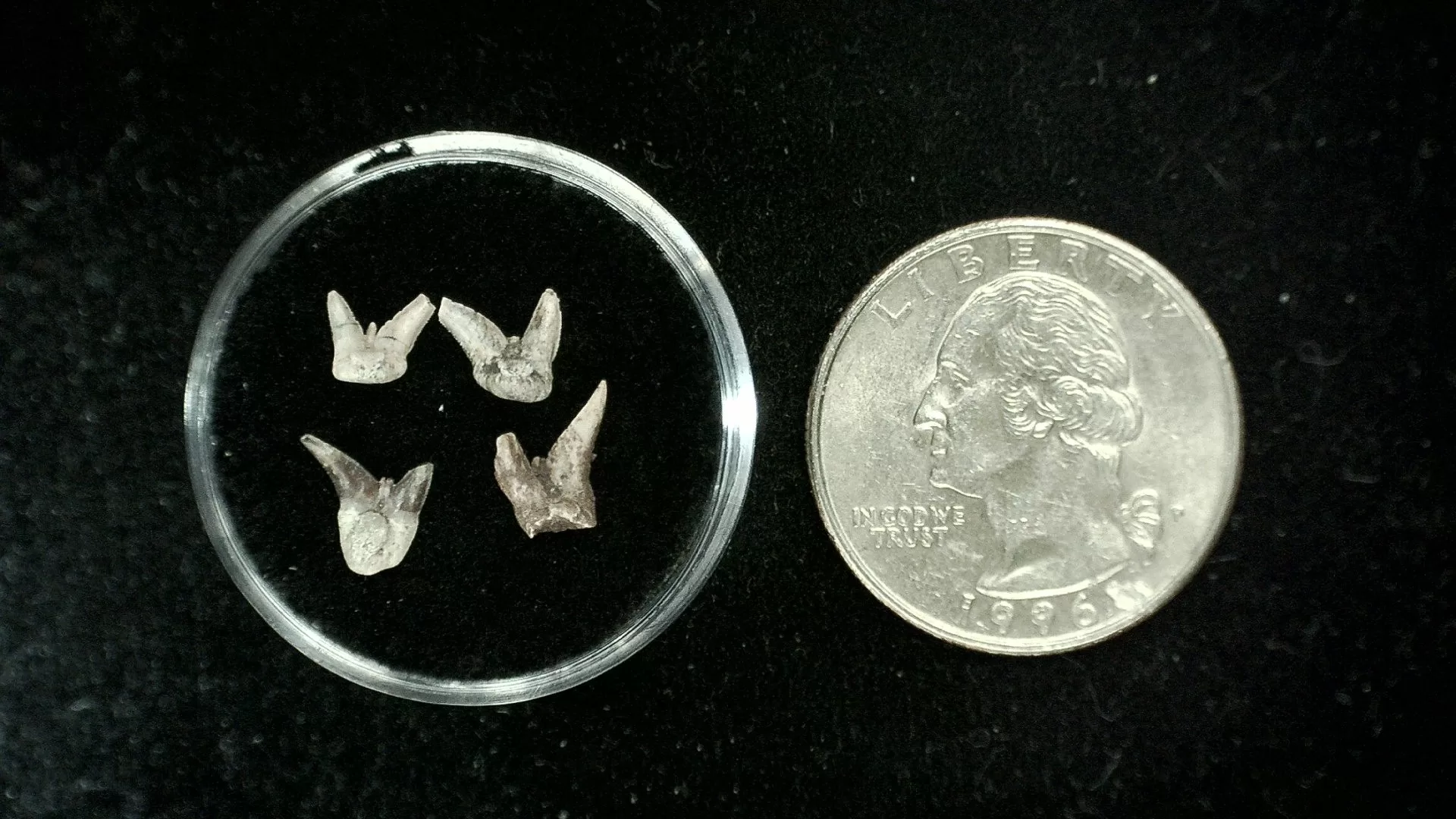 Texas Permian Xenacanthus Shark Teeth 29 | Fossils for Sale Genuine Permian Xenacanthus Shark Teeth From Texas For Sale #29