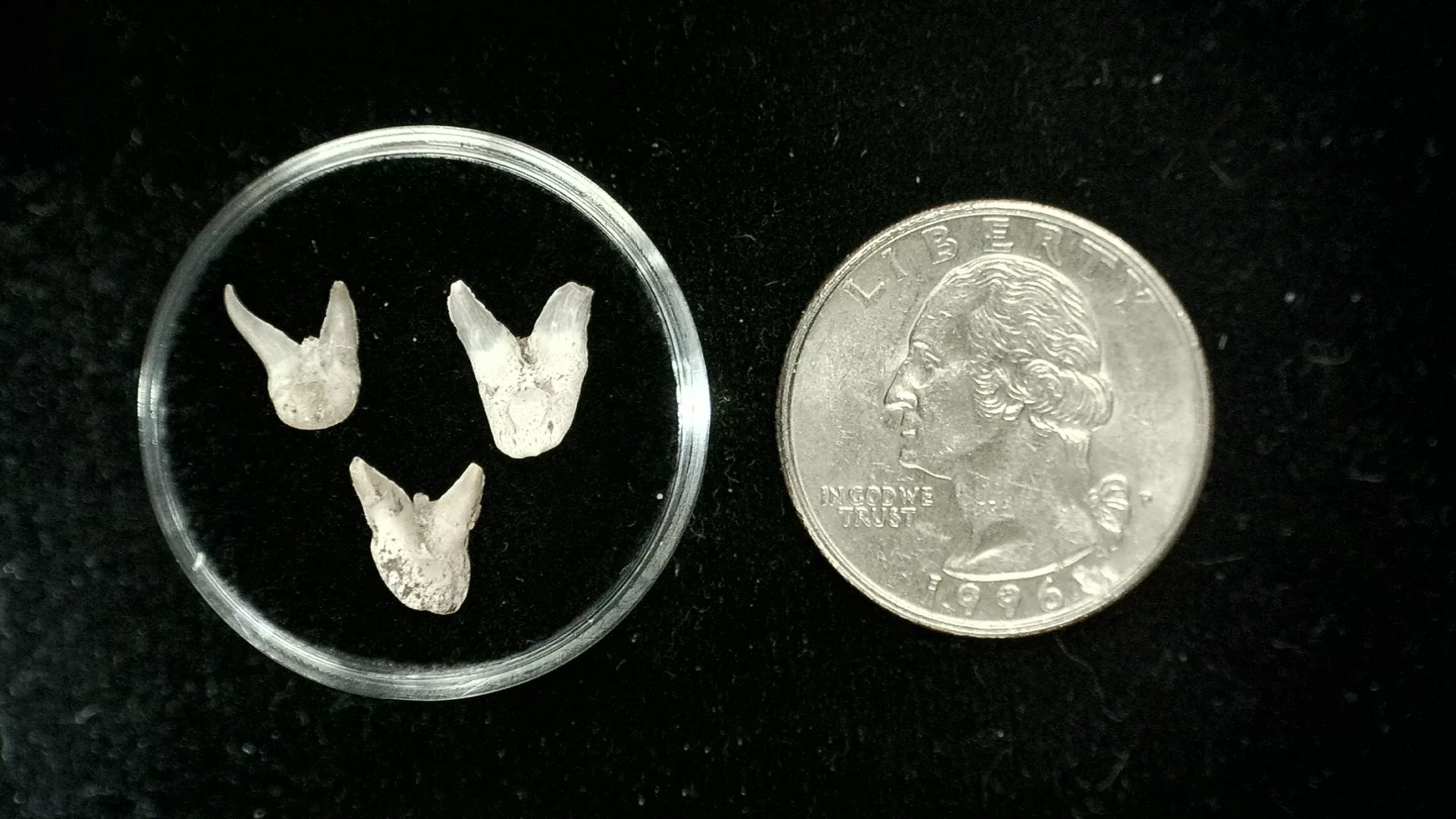 Texas Permian Xenacanthus Shark Teeth 3 | Fossils for Sale Genuine Permian Xenacanthus Shark Teeth From Texas For Sale #3