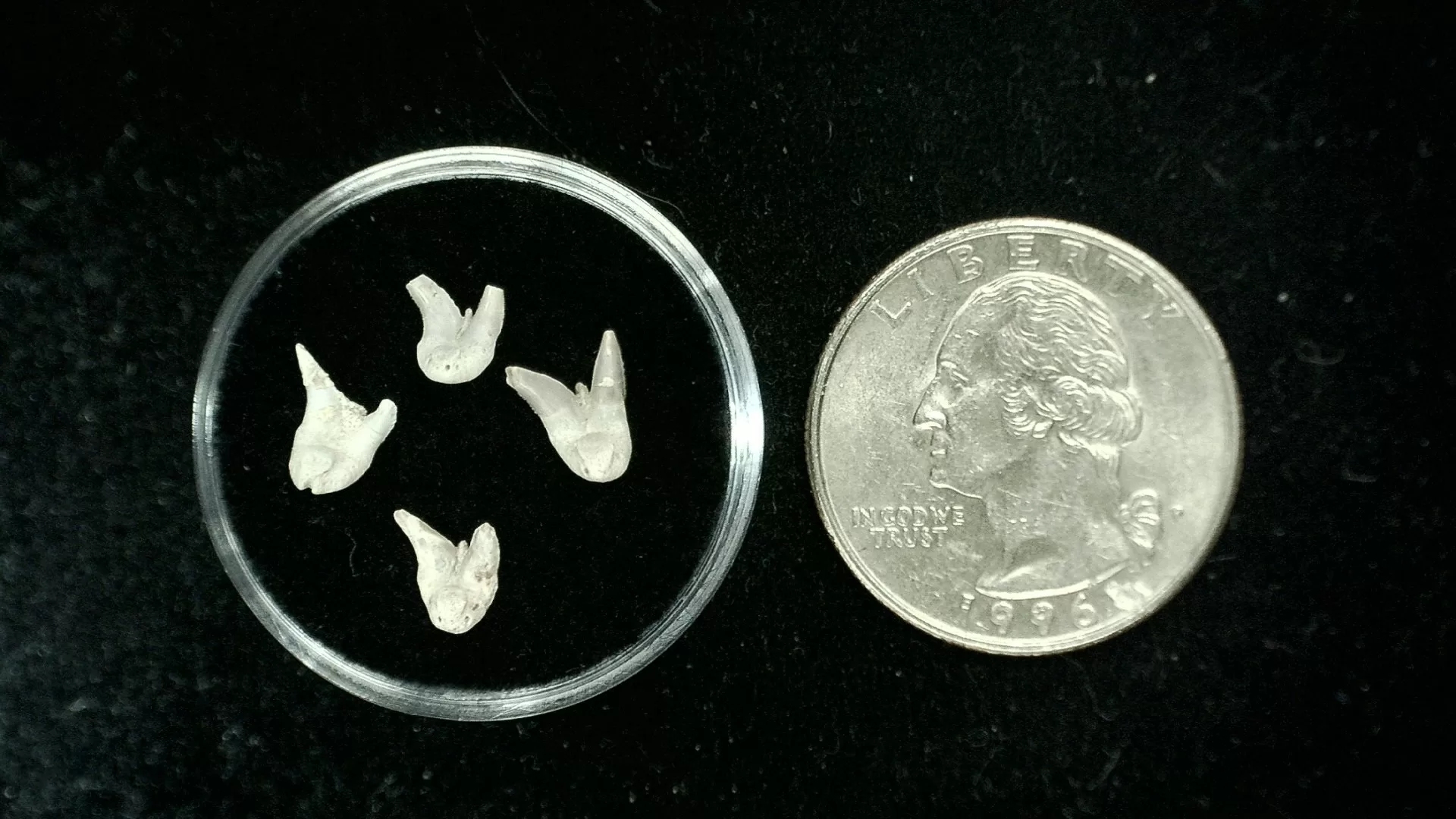 Texas Permian Xenacanthus Shark Teeth 35 | Fossils for Sale Genuine Permian Xenacanthus Shark Teeth From Texas For Sale #35