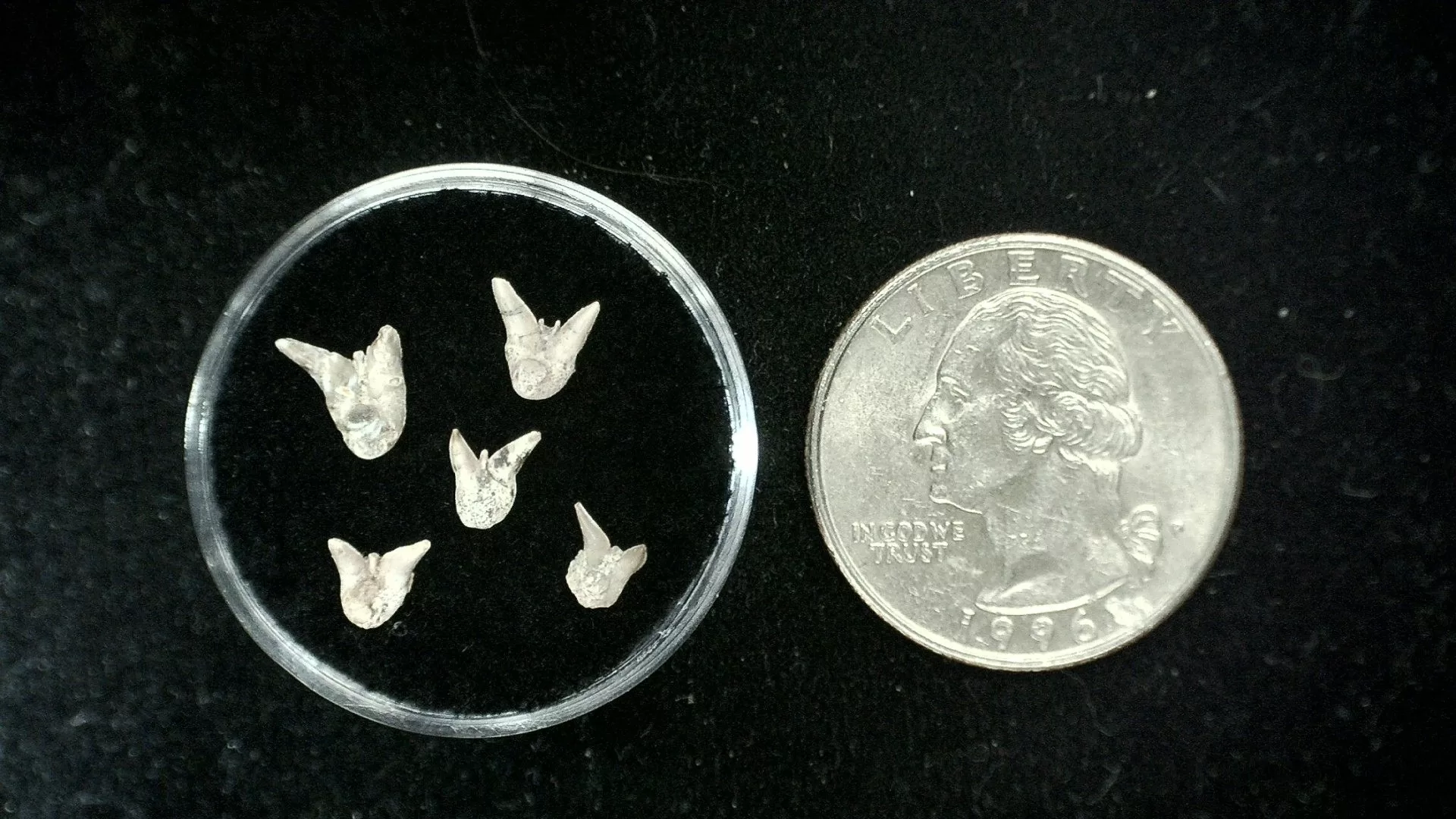 Texas Permian Xenacanthus Shark Teeth 38 | Fossils for Sale Genuine Permian Xenacanthus Shark Teeth From Texas For Sale #38