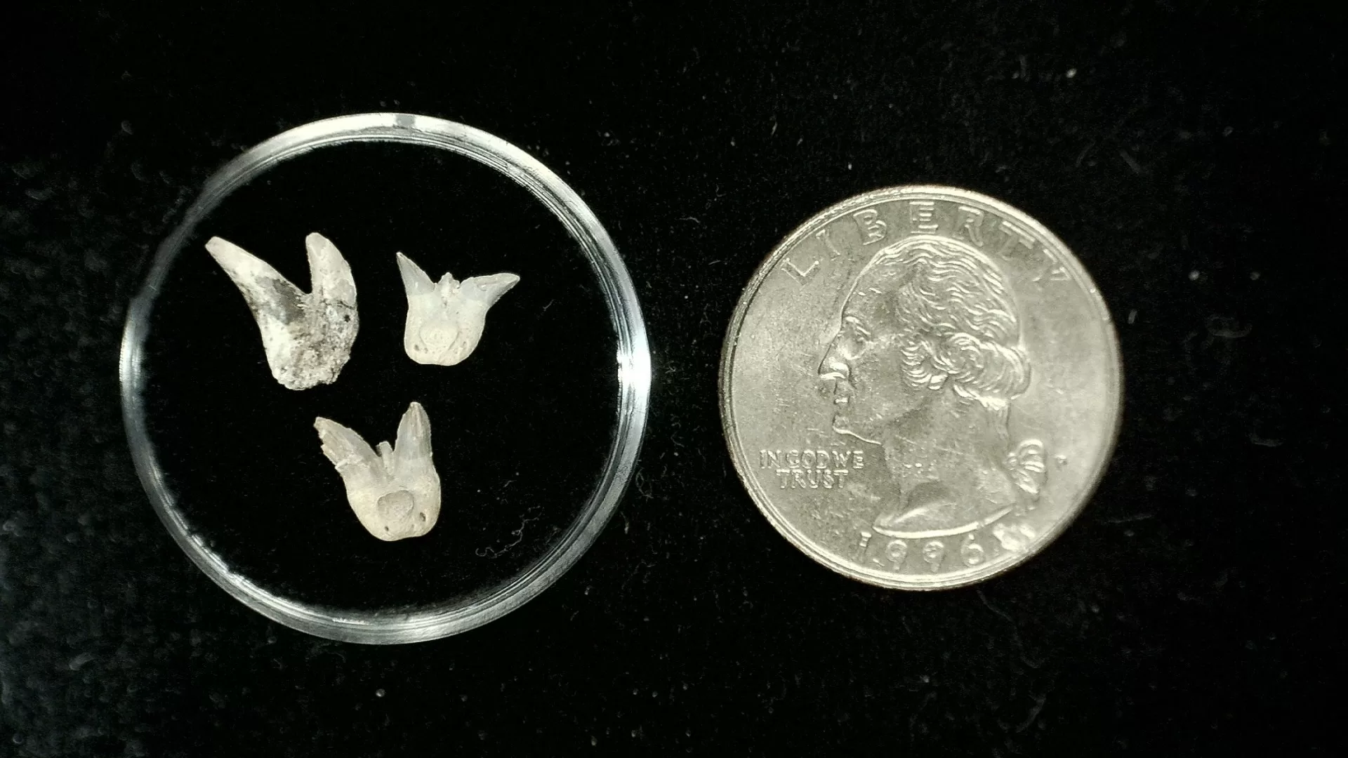 Texas Permian Xenacanthus Shark Teeth 4 | Fossils for Sale Genuine Permian Xenacanthus Shark Teeth From Texas For Sale #4