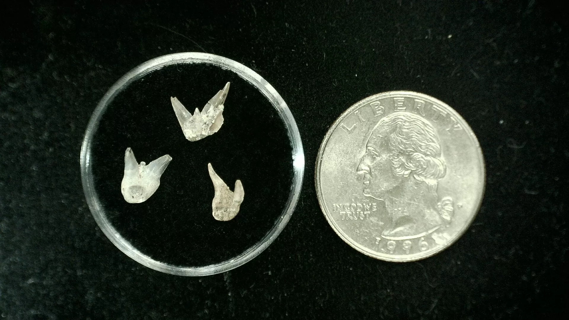 Texas Permian Xenacanthus Shark Teeth 40 | Fossils for Sale Genuine Permian Xenacanthus Shark Teeth From Texas For Sale #40