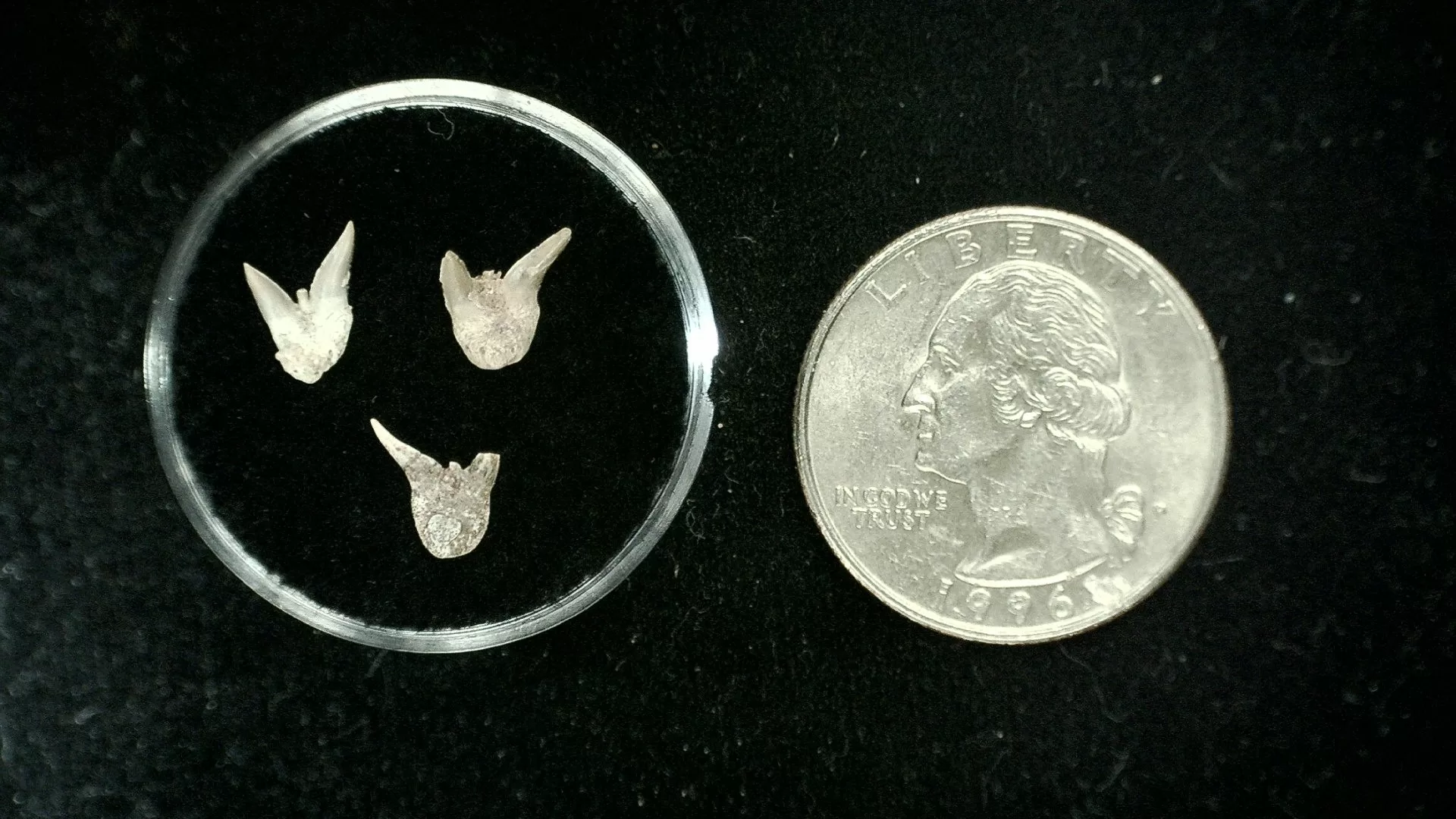 Texas Permian Xenacanthus Shark Teeth 6 | Fossils for Sale Genuine Permian Xenacanthus Shark Teeth From Texas For Sale #6