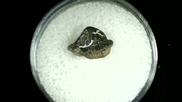 Genuine Cretaceous Age Ptychodus Crusher Shark Tooth Fossil for Sale from Texas #31a