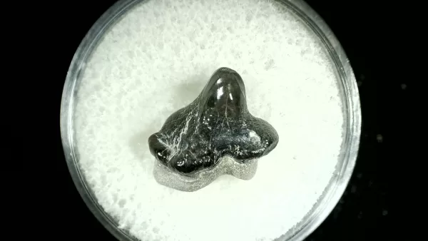 Genuine Cretaceous Age Ptychodus Crusher Shark Tooth Fossil for Sale from Texas #34a
