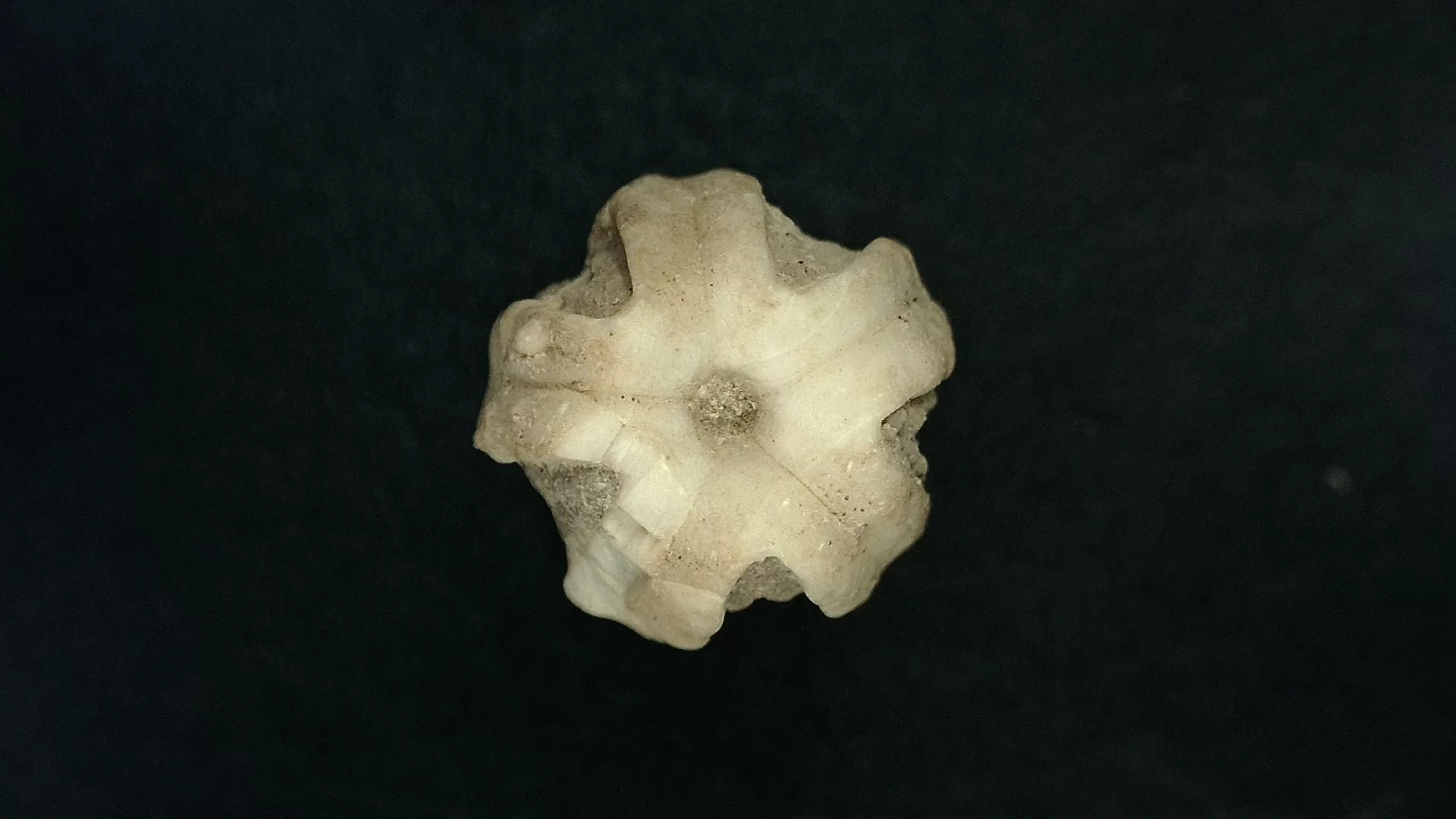 Timor Indinosia Deltoblastus elongatus Blastoid 2c | Fossils for Sale