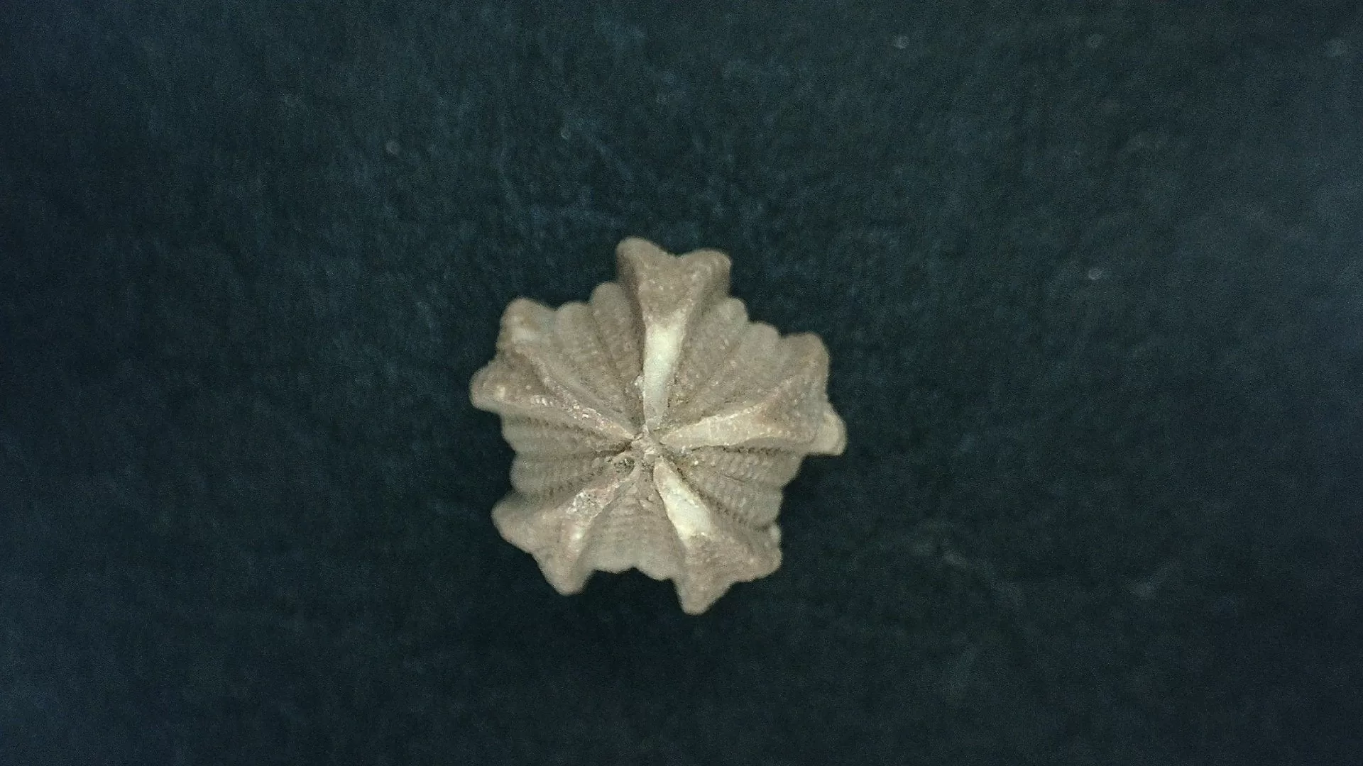Timor Indonesia Deltoblastus batheri Blastoid 2 | Fossils for Sale