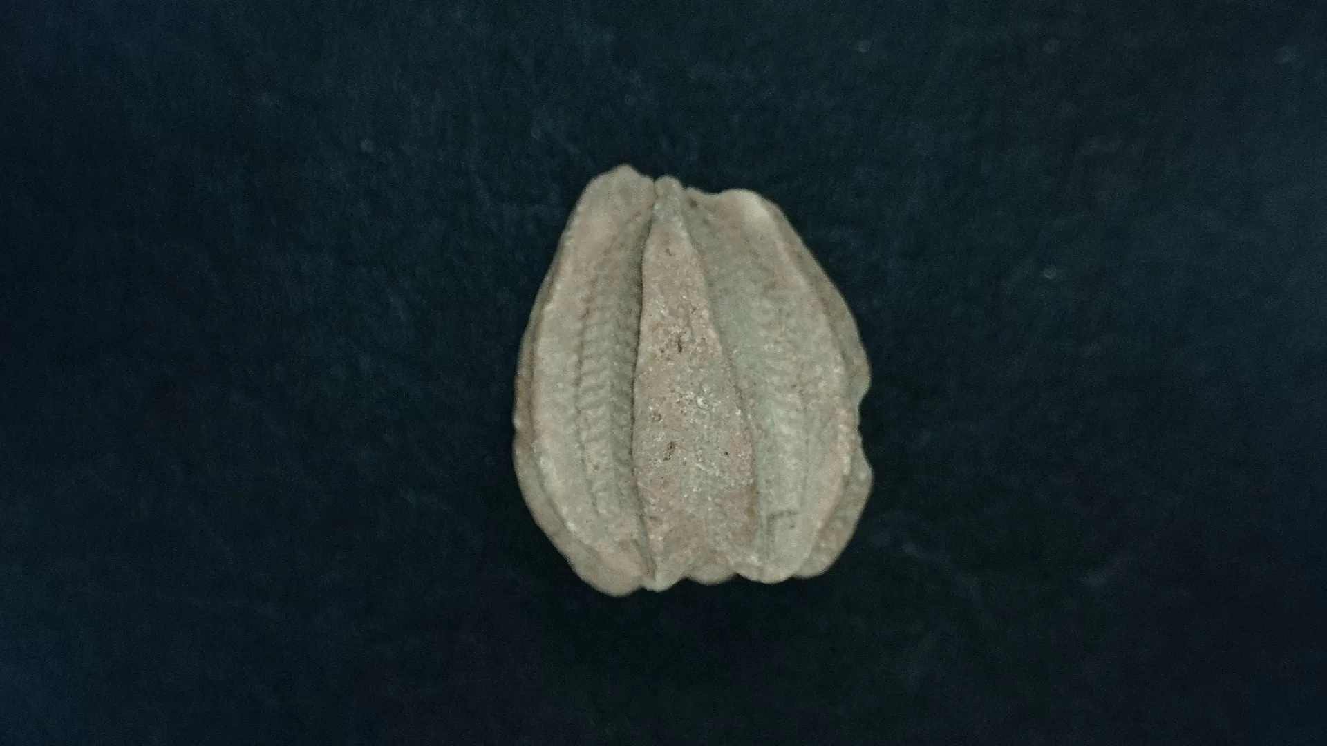 Timor Indonesia Deltoblastus batheri Blastoid 2a | Fossils for Sale