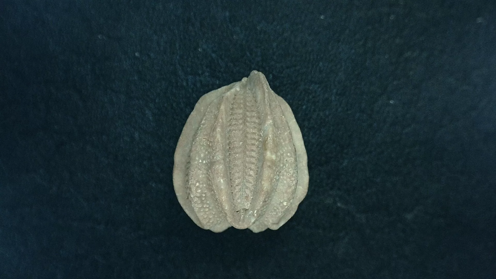 Timor Indonesia Deltoblastus batheri Blastoid 2b | Fossils for Sale