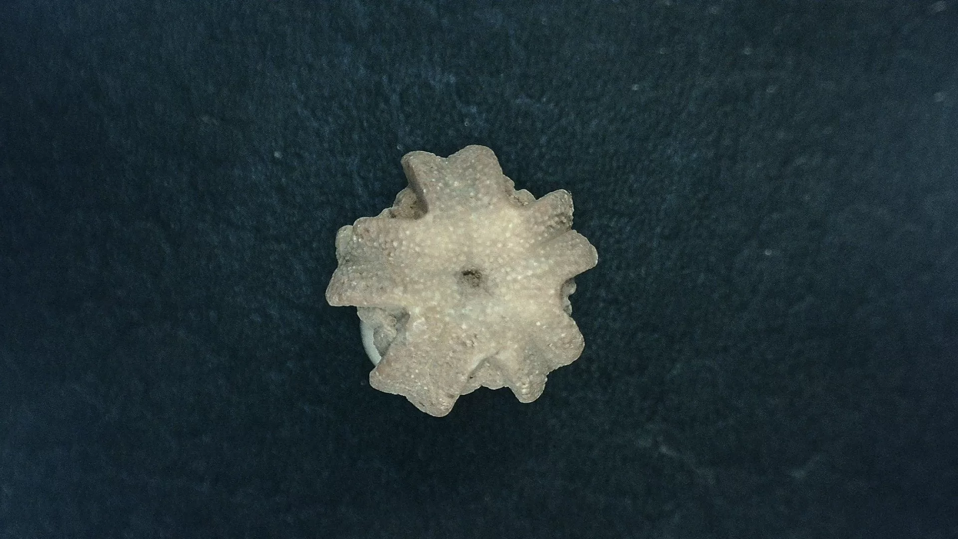 Timor Indonesia Deltoblastus batheri Blastoid 2c | Fossils for Sale