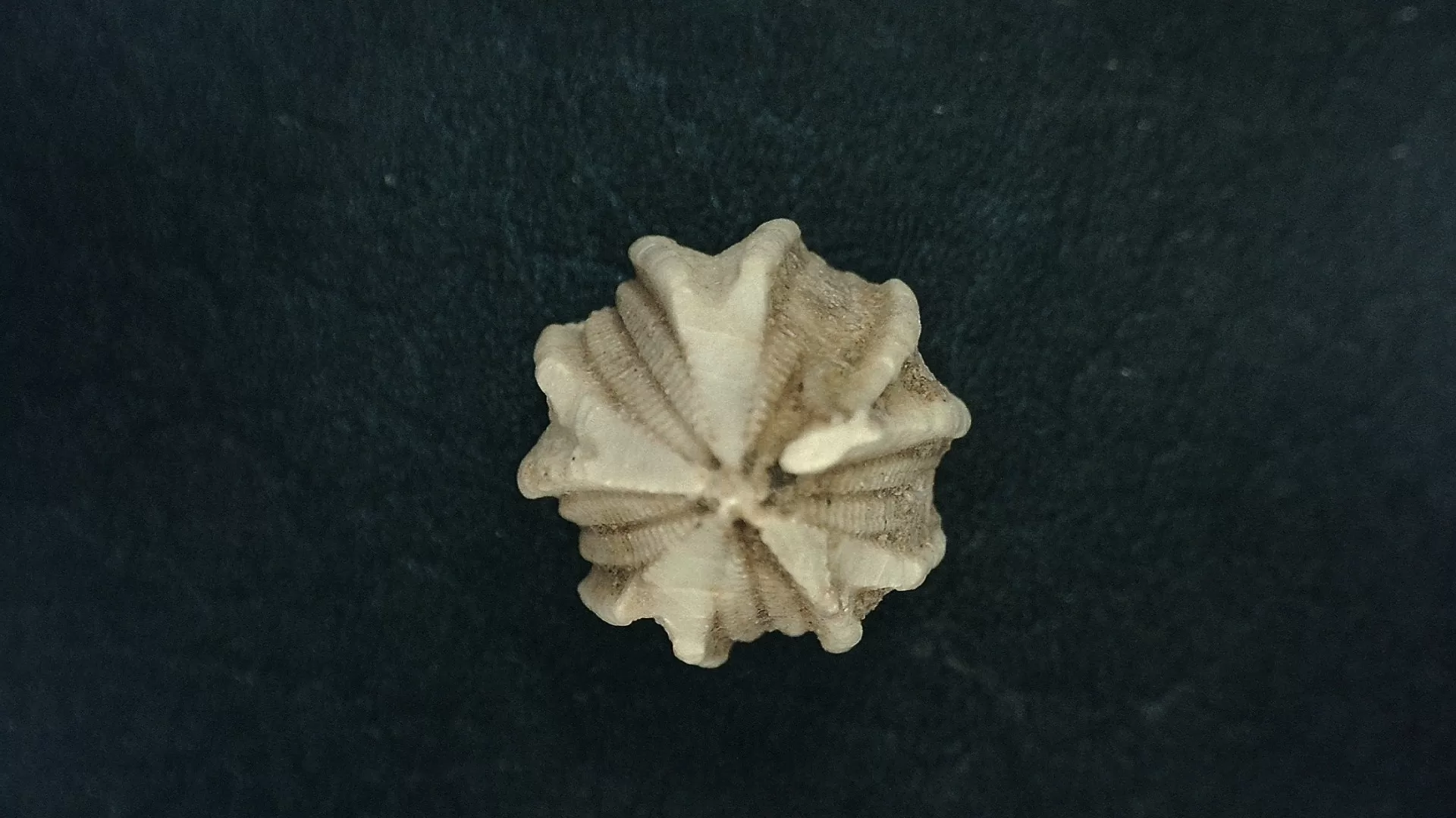 Timor Indonesia Deltoblastus batheri Blastoid 4 | Fossils for Sale