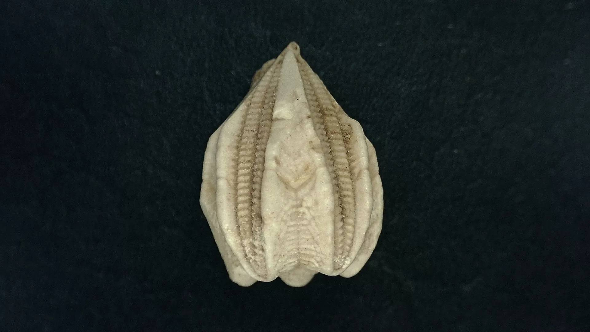 Timor Indonesia Deltoblastus batheri Blastoid 4a | Fossils for Sale