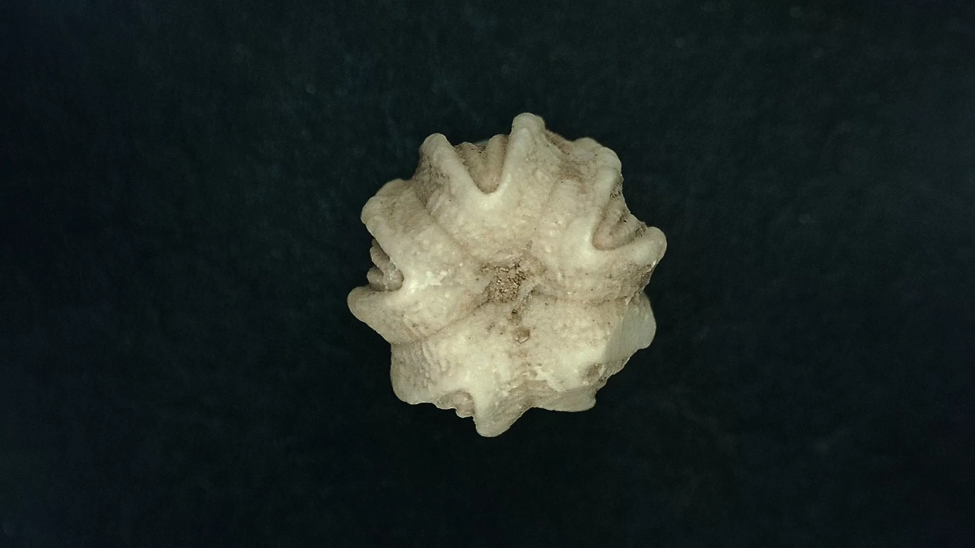 Timor Indonesia Deltoblastus batheri Blastoid 4c | Fossils for Sale