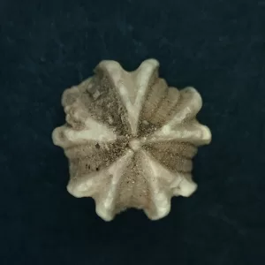 Deltoblastus batheri Blastoid #5