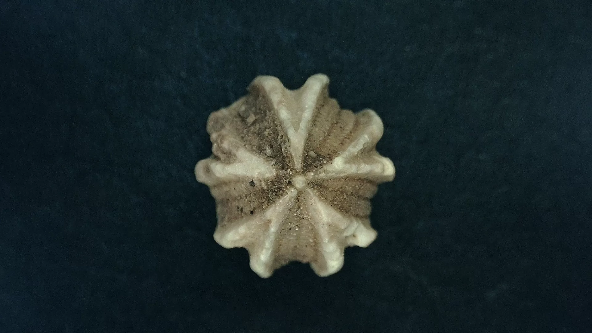 Timor Indonesia Deltoblastus batheri Blastoid 5 | Fossils for Sale