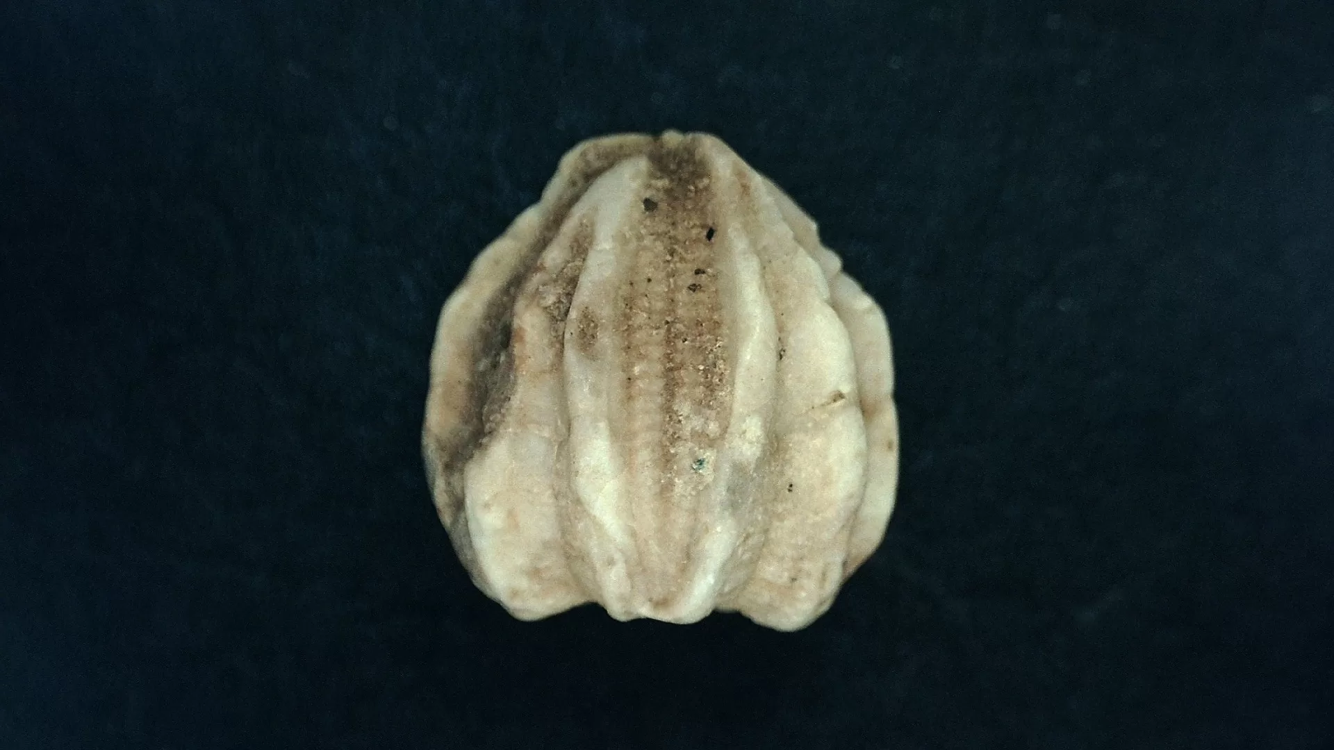 Timor Indonesia Deltoblastus batheri Blastoid 5b | Fossils for Sale