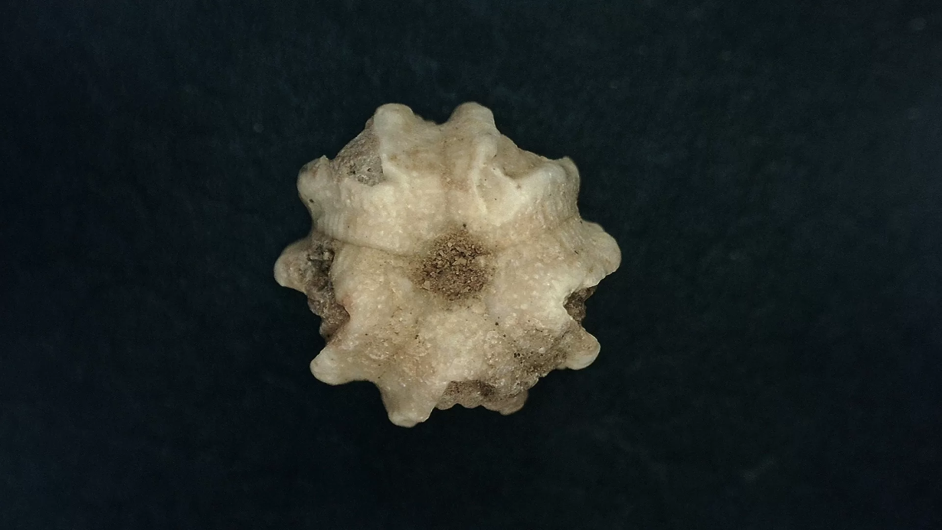 Timor Indonesia Deltoblastus batheri Blastoid 5c | Fossils for Sale