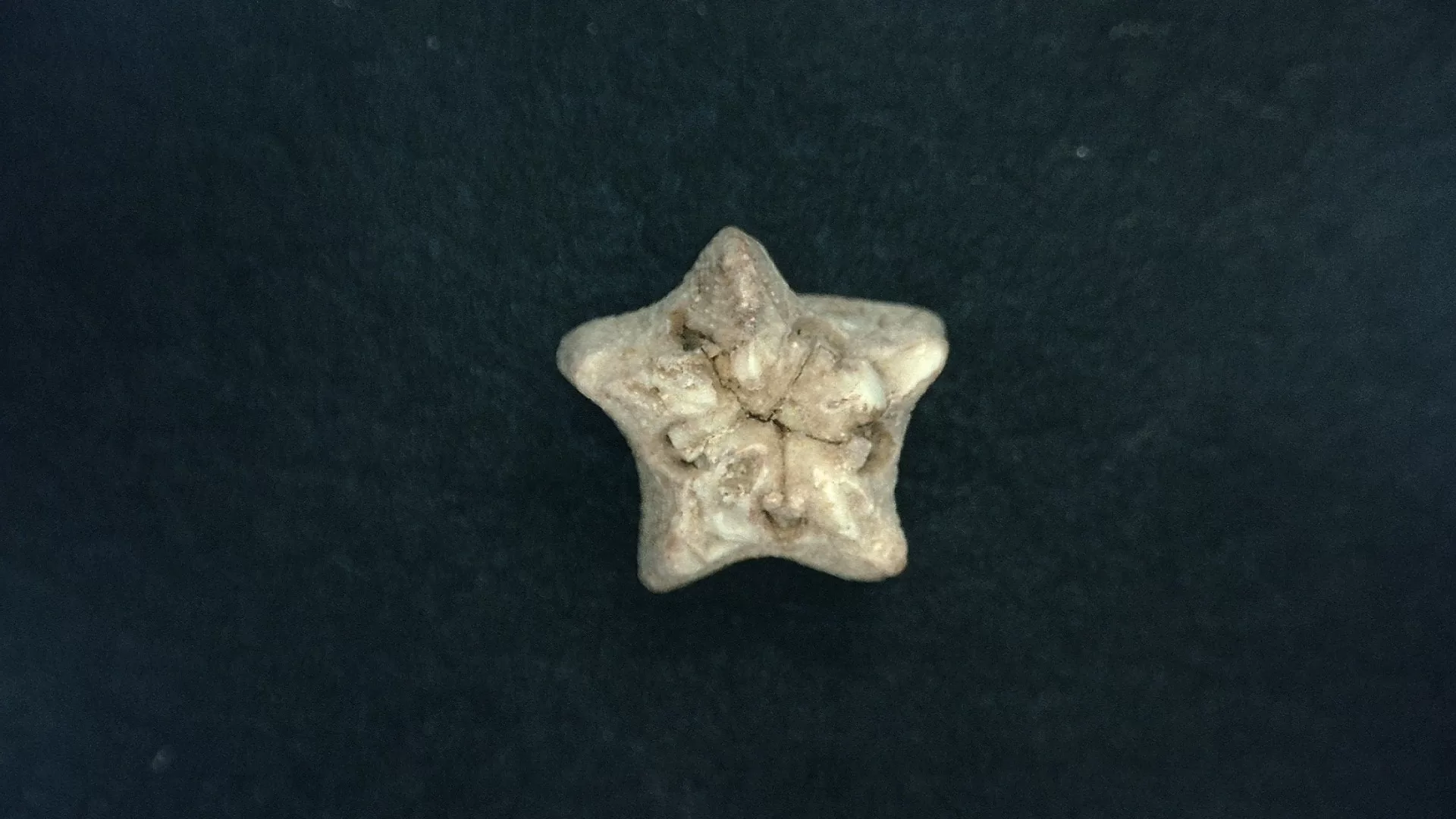 Timor Indonesia Deltoblastus coronatus Blastoid 1 | Fossils for Sale