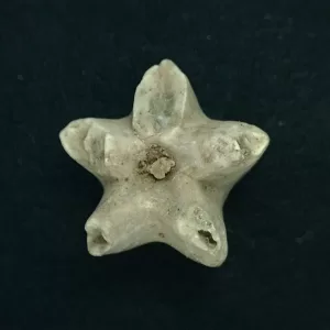 Deltoblastus coronatus Blastoid #3