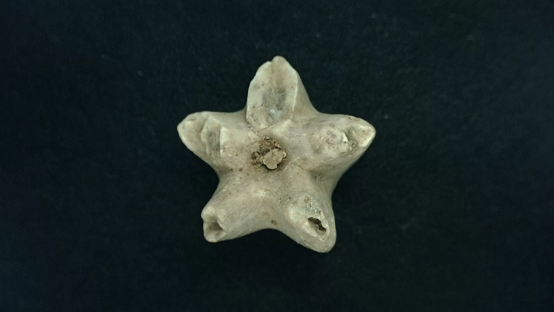 Timor Indonesia Deltoblastus coronatus Blastoid 3 | Fossils for Sale
