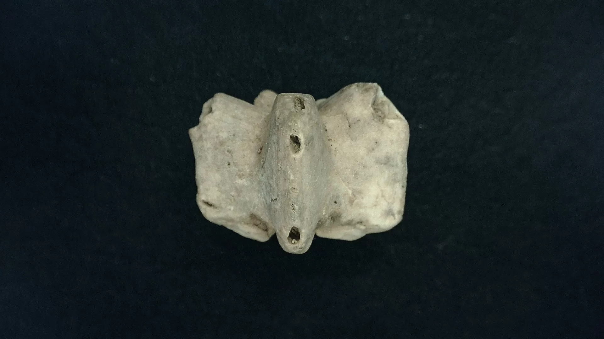 Timor Indonesia Deltoblastus coronatus Blastoid 3a | Fossils for Sale