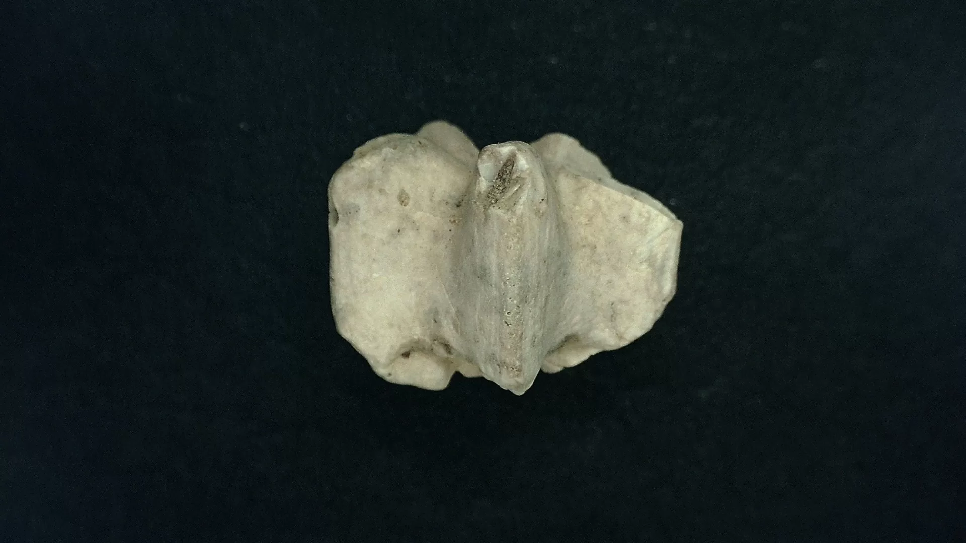 Timor Indonesia Deltoblastus coronatus Blastoid 3b | Fossils for Sale